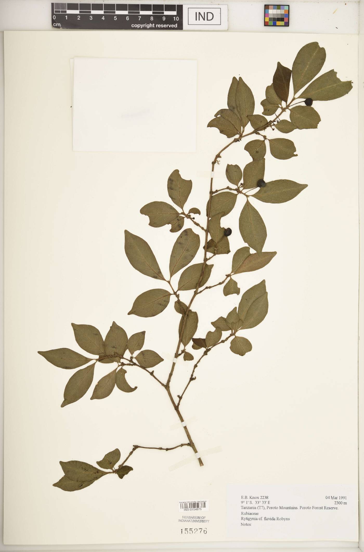Rytigynia flavida image