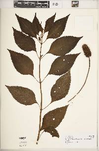 Pycnostachys meyeri image