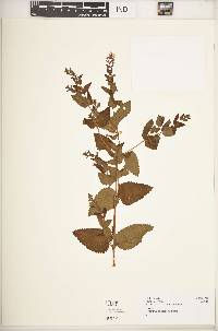 Plectranthus laxiflorus image