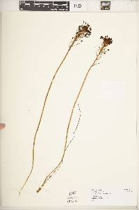 Image of Bulbine abyssinica
