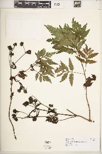 Bidens magnifolia image