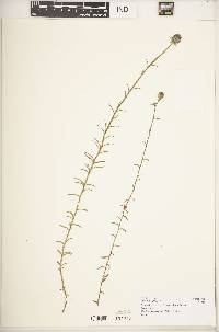 Image of Wahlenbergia capitata