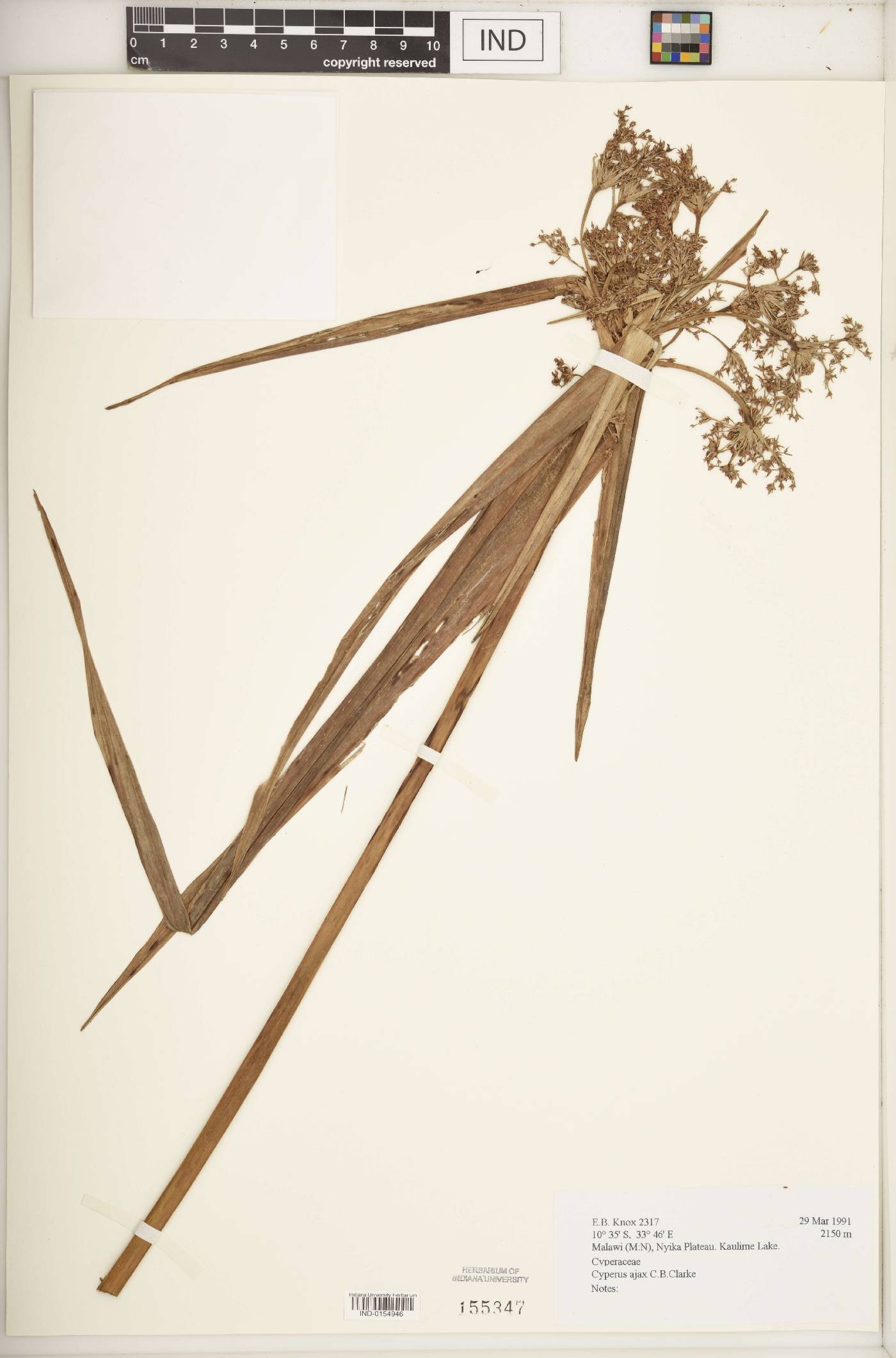 Cyperus ajax image