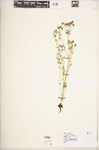 Swertia usambarensis var. curtioides image