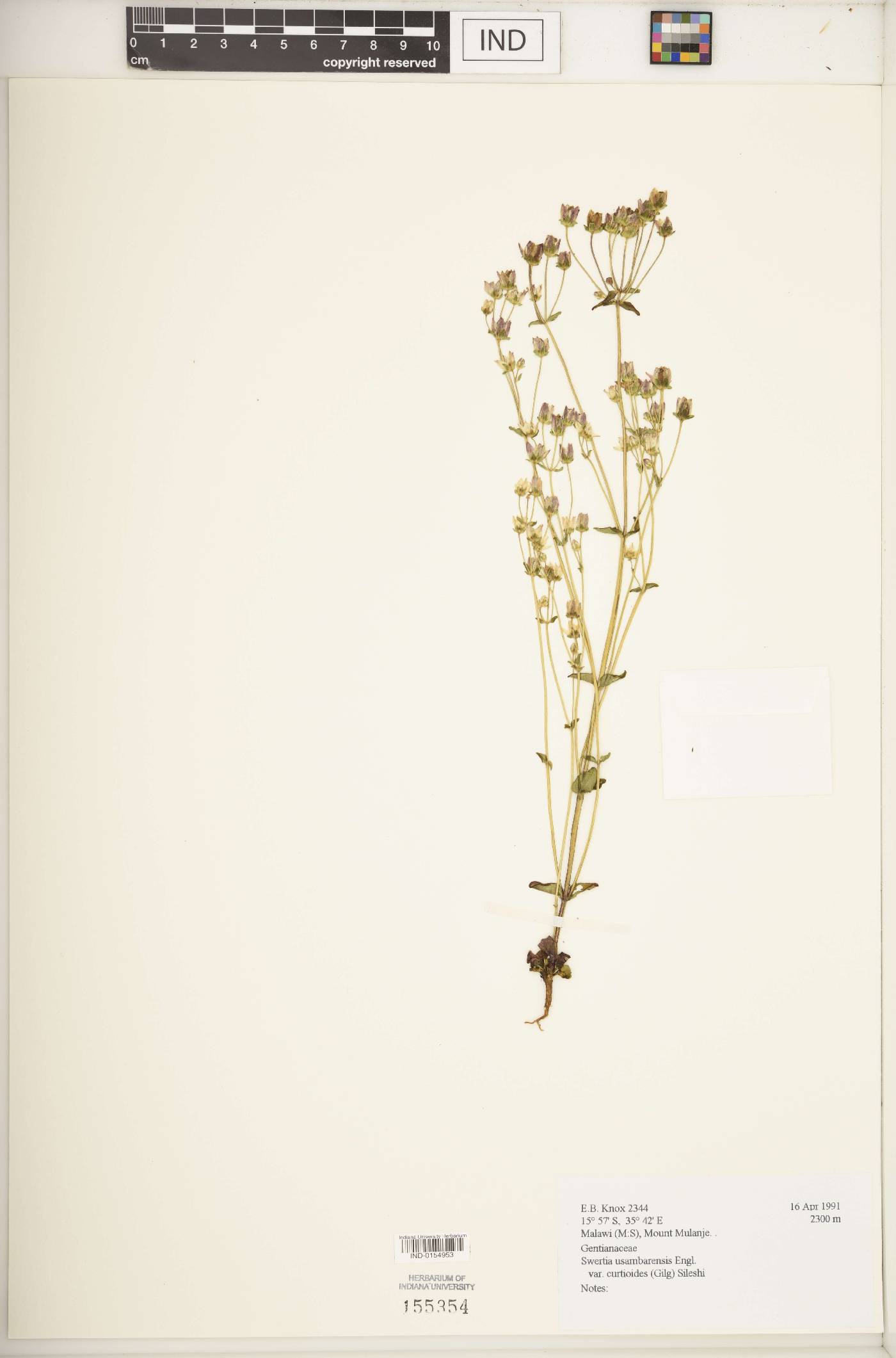 Swertia usambarensis var. curtioides image