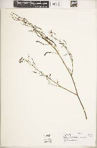 Desmodium repandum image