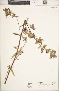 Dissotis canescens image