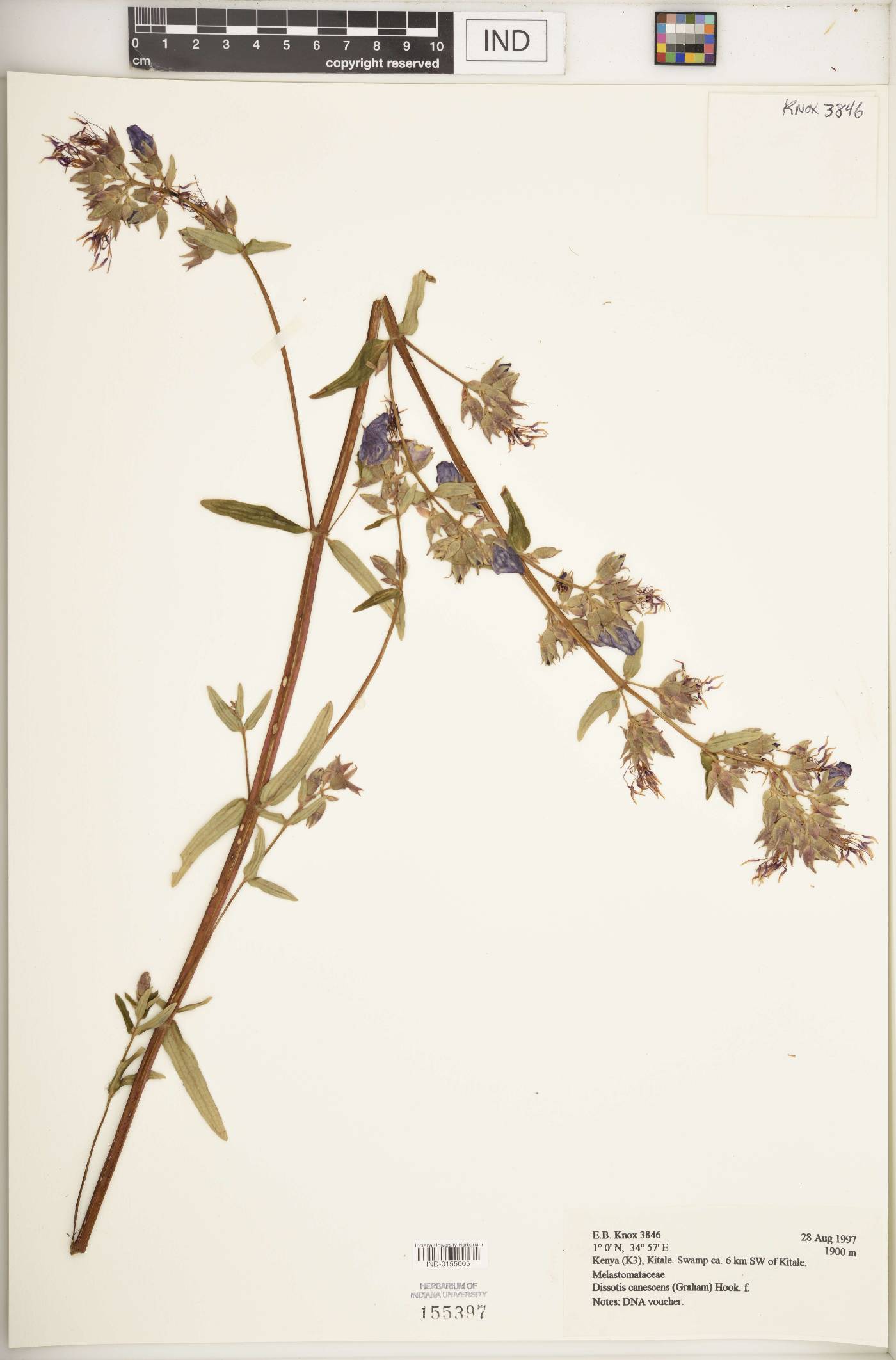 Dissotis canescens image