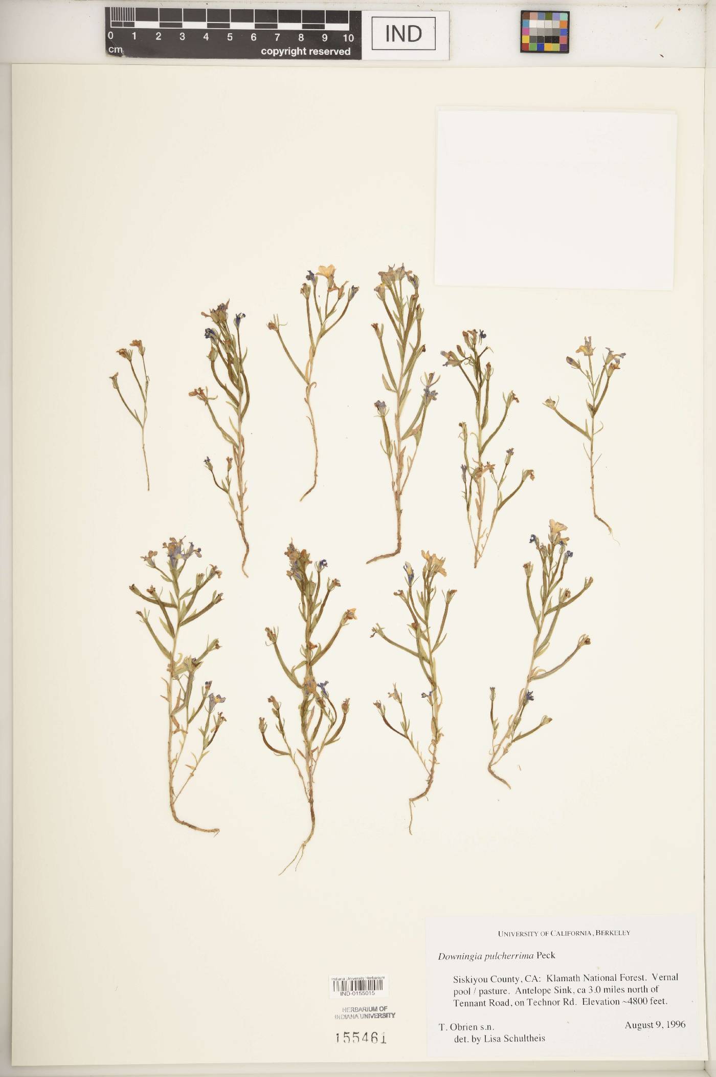 Downingia pulcherrima image