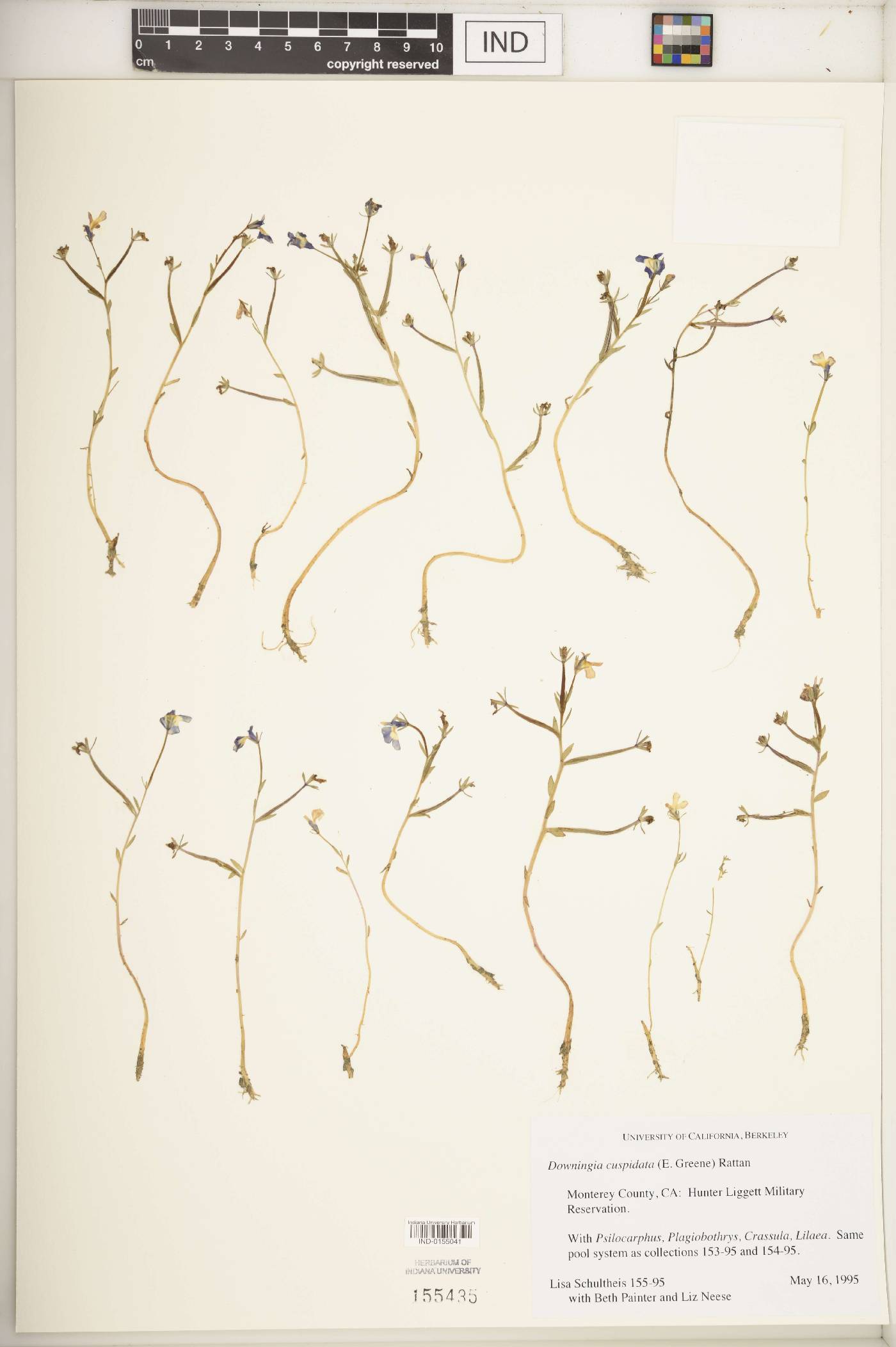 Downingia cuspidata image