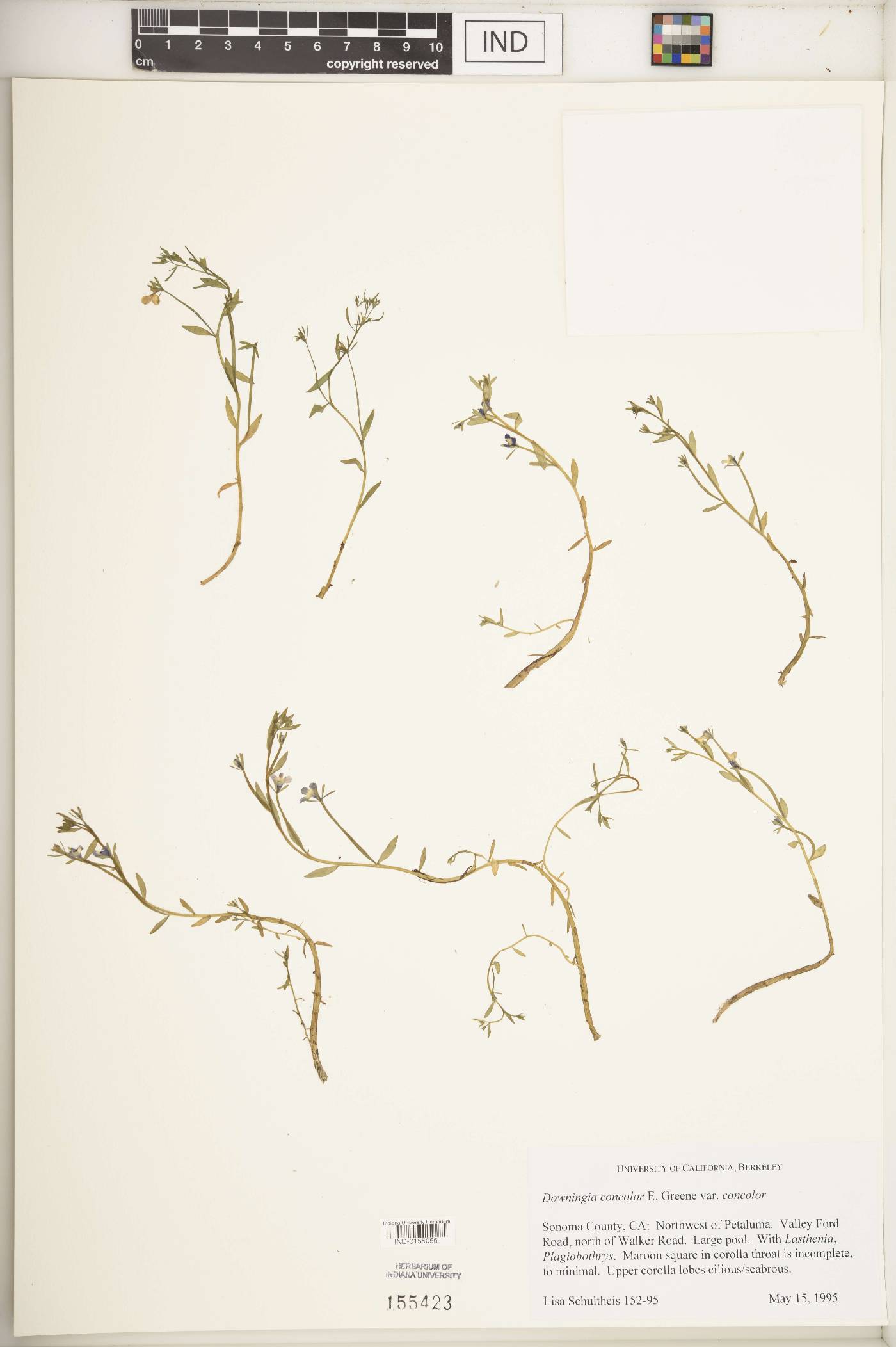 Downingia concolor subsp. concolor image