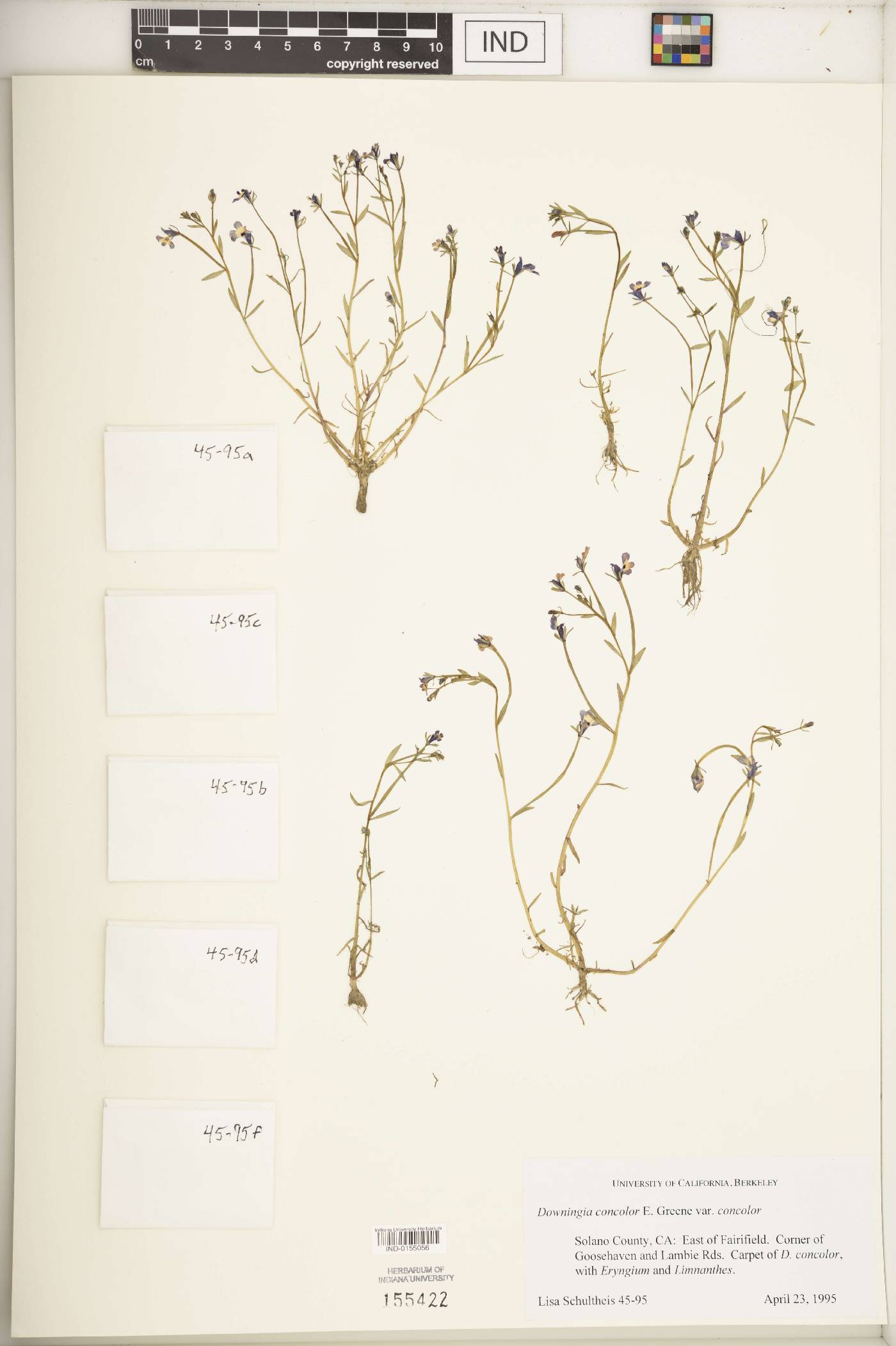 Downingia concolor subsp. concolor image