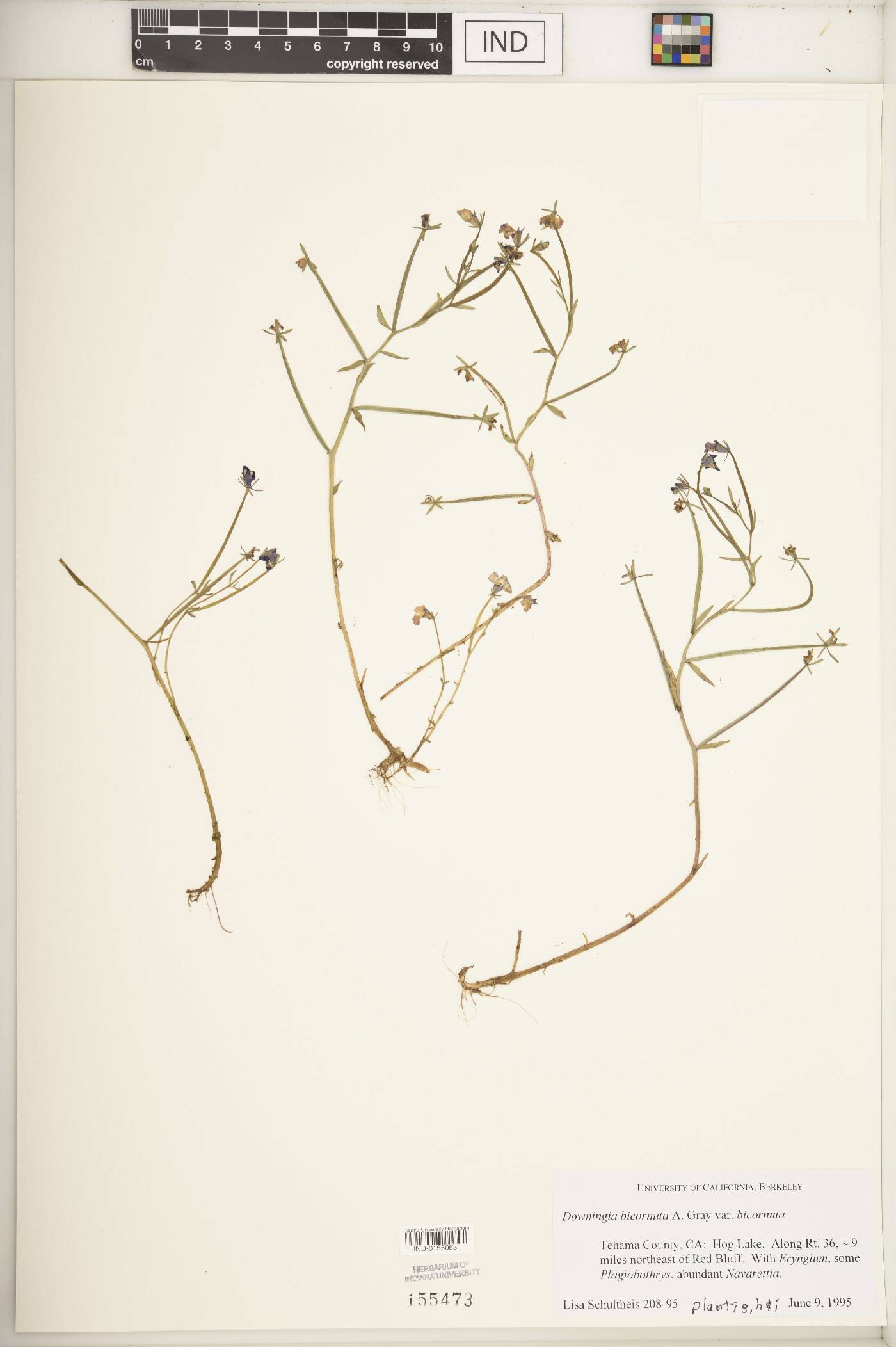 Downingia bicornuta var. bicornuta image