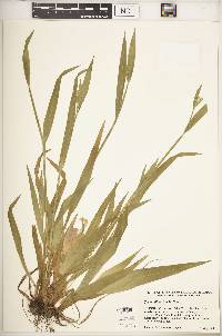 Carex albursina image