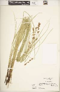 Carex prairea image