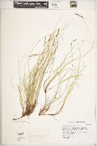 Carex lucorum image