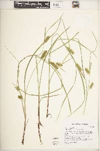 Carex baileyi image