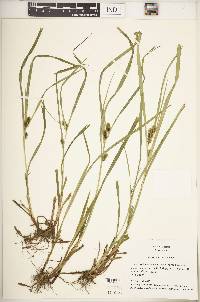 Carex aureolensis image