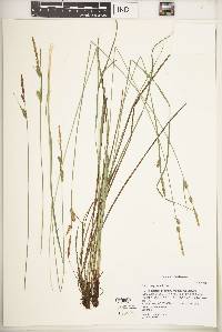 Carex haydenii image