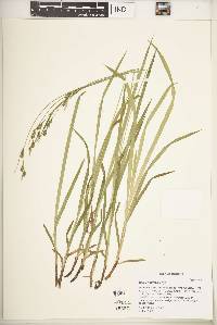 Carex hirtifolia image