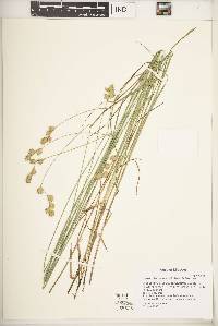 Carex missouriensis image