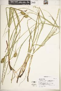 Carex squarrosa image