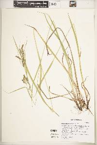 Carex davisii image