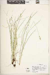 Carex retroflexa image