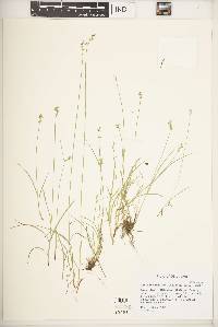 Carex texensis image