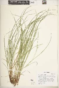 Carex jamesii image