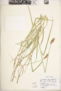 Carex tribuloides var. tribuloides image