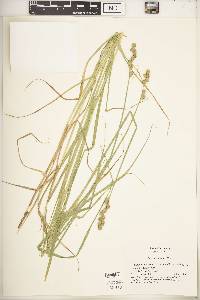 Carex tribuloides var. sangamonensis image