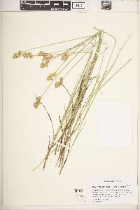 Carex missouriensis image