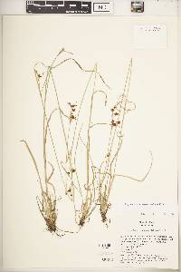 Rhynchospora recognita image