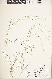 Carex capillaris image