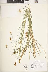 Carex oronensis image