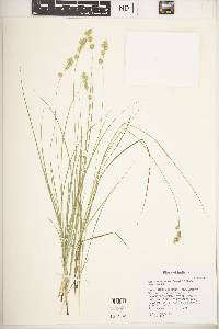 Carex echinodes image