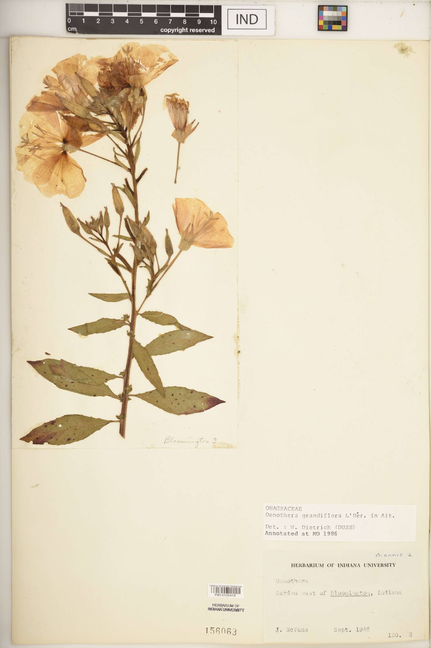 Oenothera grandiflora image