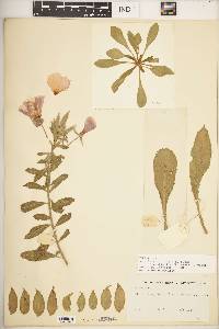 Oenothera elata image