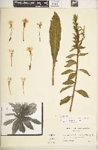 Oenothera nutans image