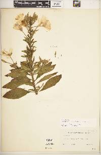 Oenothera nutans image