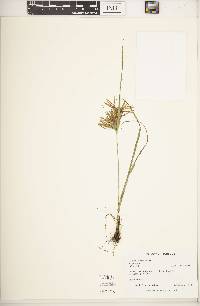 Cyperus × deamii image