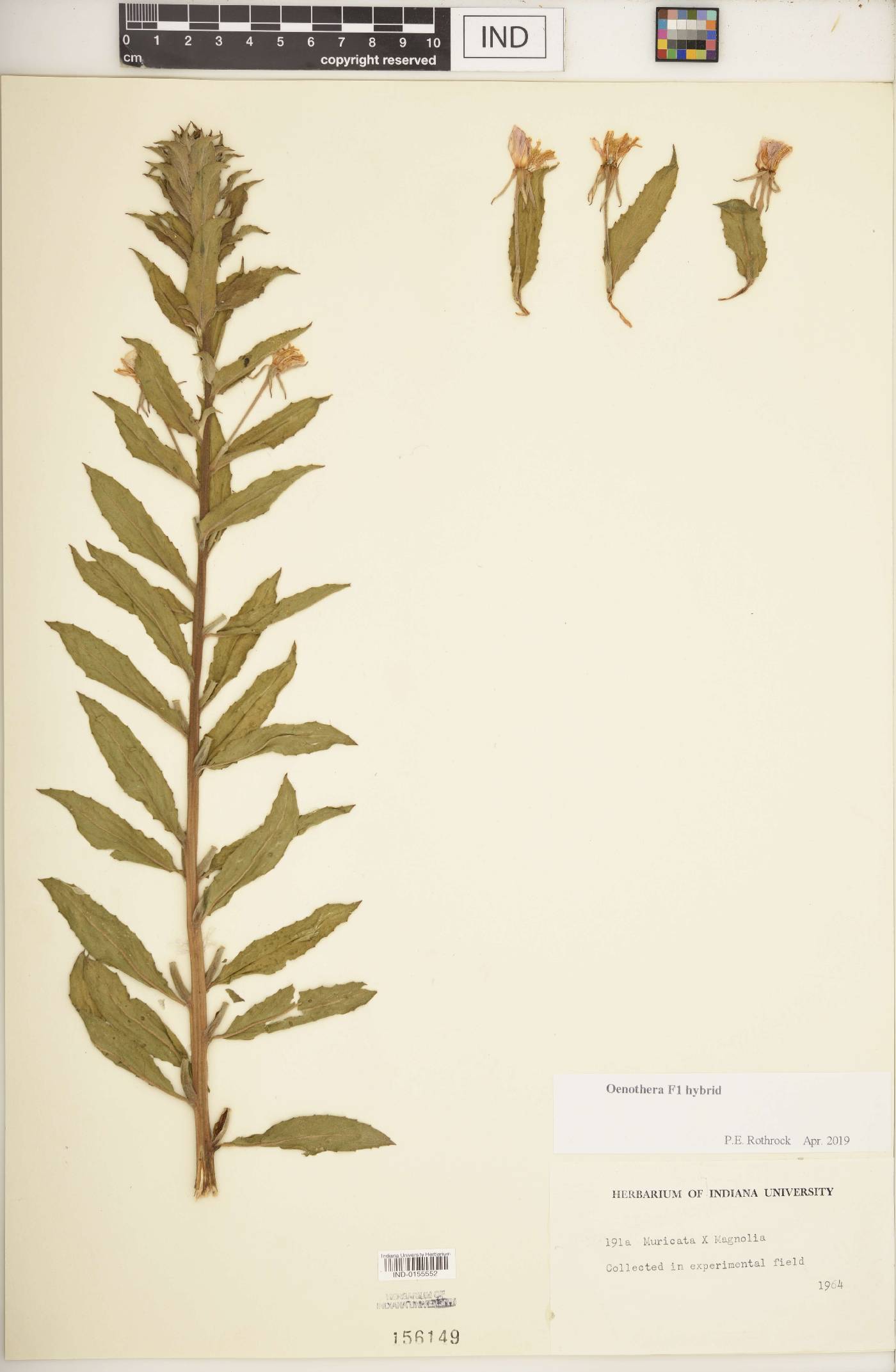 Oenothera F1 hybrid image