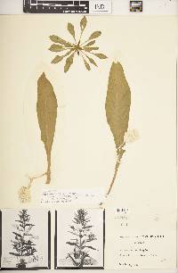 Oenothera villosa subsp. strigosa image