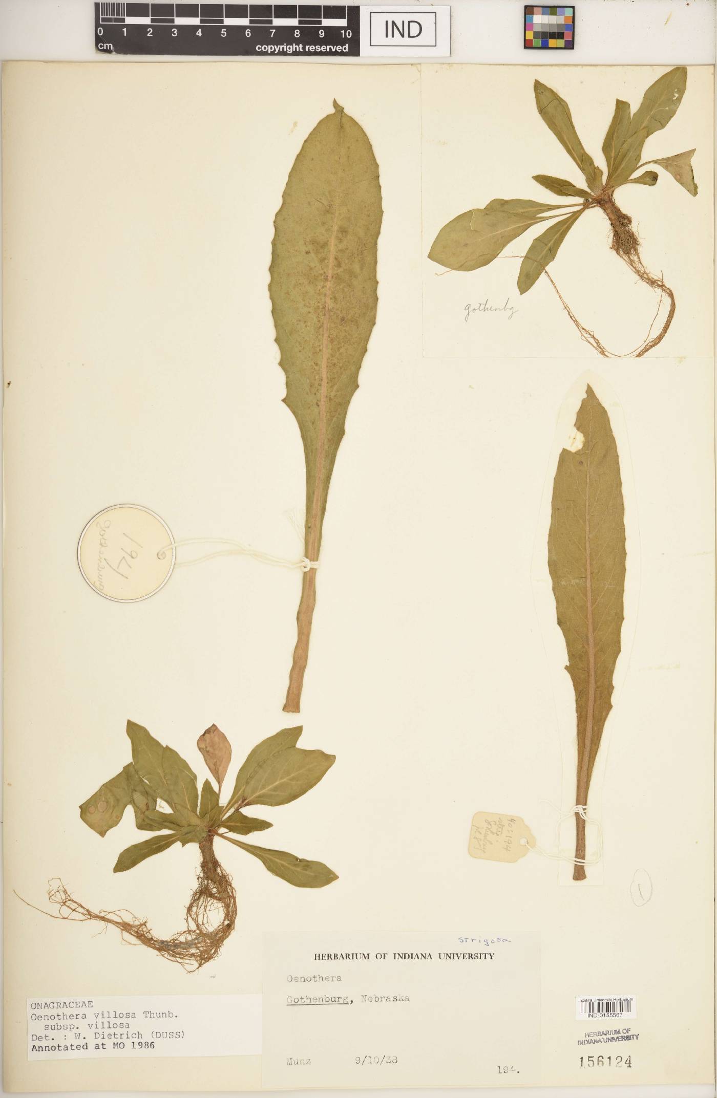 Oenothera villosa subsp. villosa image