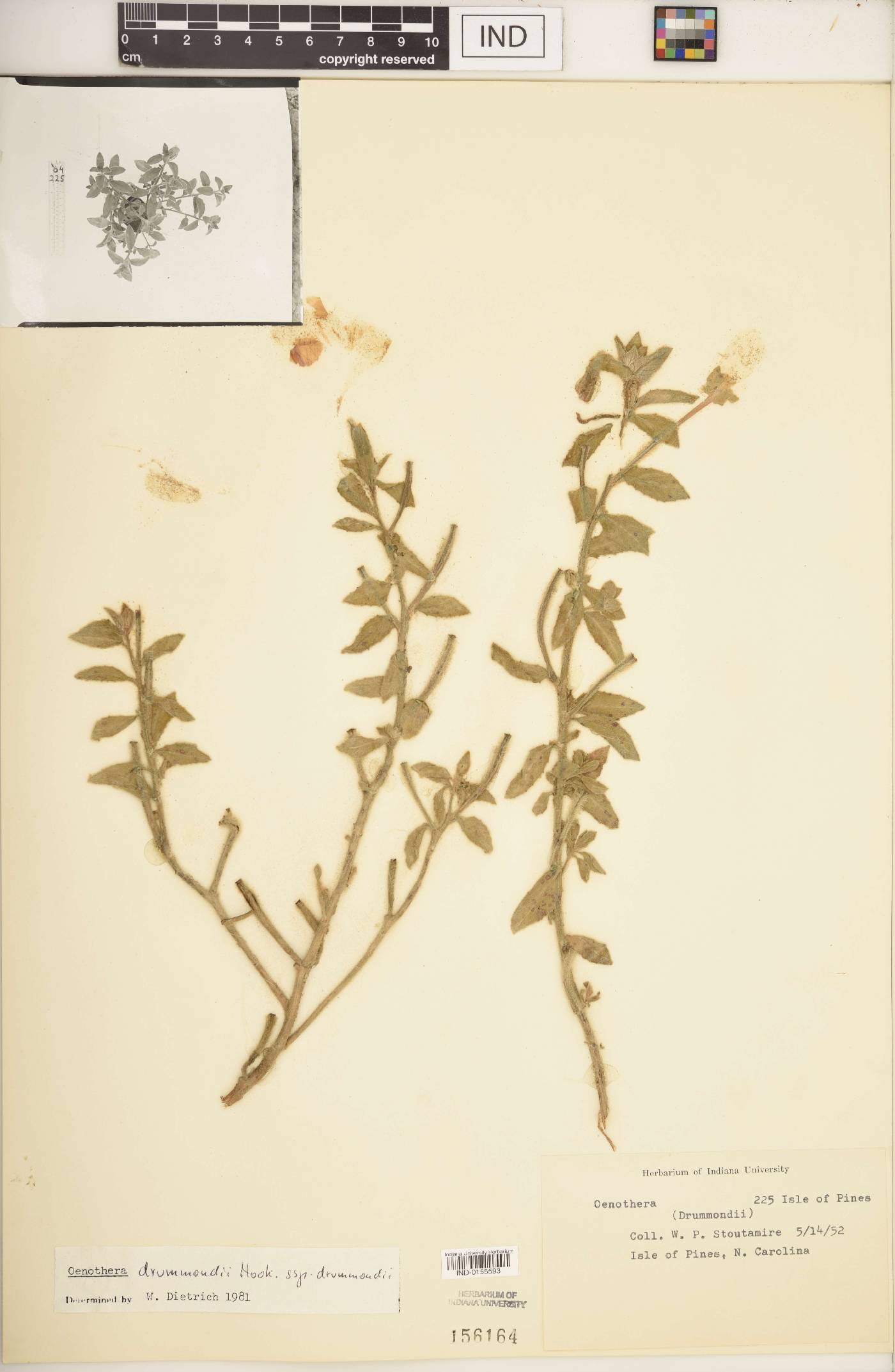 Oenothera drummondii subsp. drummondii image