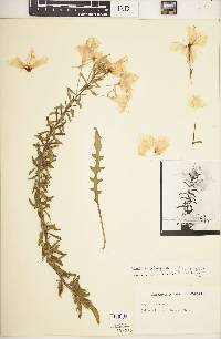 Oenothera heterophylla subsp. orientalis image