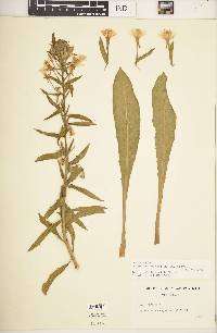 Oenothera oakesiana image