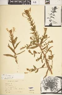 Oenothera parviflora image