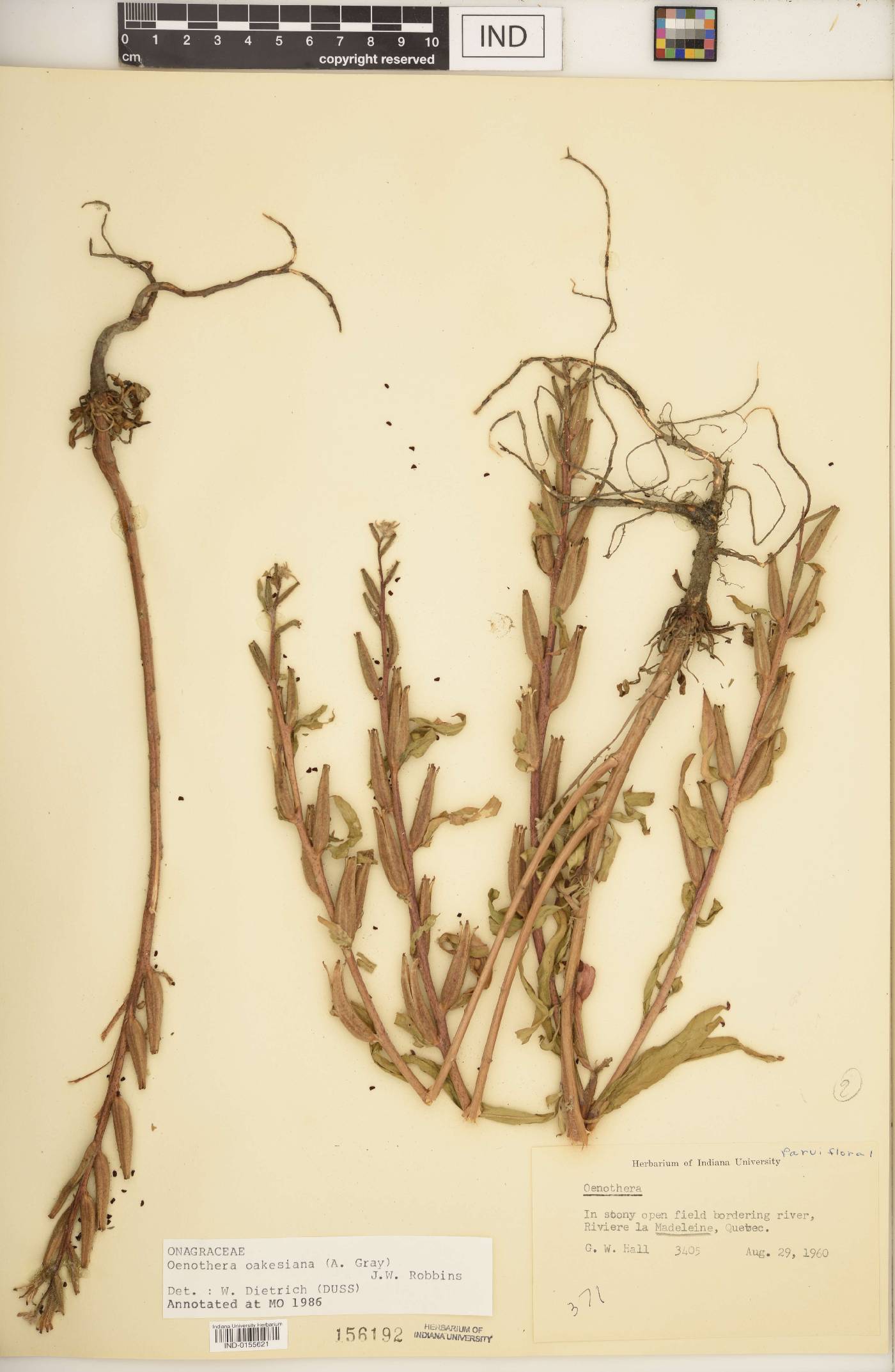 Oenothera oakesiana image